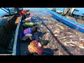 Download Lagu Luar biasa‼️kawanan ikan ini mengapung seperti lautan ikan MP3