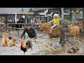 Download Lagu KITA MENANGKAP HEWAN LUCU DI PASAR?! Sapi, Anjing, Ayam, Bebek, Marmut!