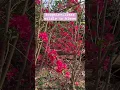Download Lagu Bougainvilleas wildly in bloom! #spring #bougainvillea #bougainvilleagarden #bougainvilleavarieties