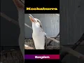 Lagu Suara Burung Kookaburra #birds #suaraburung #burung