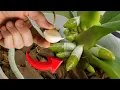 Download Lagu Plaats dit onder uw orchidee – Laat direct 100 wortels groeien en bloei non-stop!