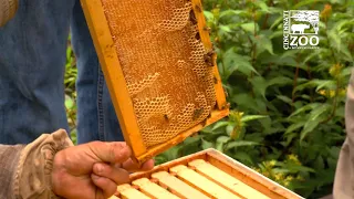 Pollinator Week Bee Hive Update - Cincinnati Zoo