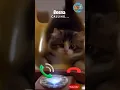 Download Lagu 🤙 😺 #ringtone #cat #trending #cutecat #youtubeshorts #viralshort #calling #kitten #telephone #call
