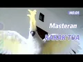 Download Lagu Masteran Kakak Tua Ampuh,,, dengerin 1 bulan full