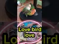 Download Lagu Love bird love #bird #lovebirds #youtubeshorts #shorts