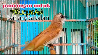 Download Trucuk bahan bakalan bakal nyaut dengan suara pancingan trucukan ini MP3