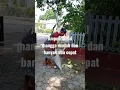 Download Lagu Alhamdulillah wa syukurlah terima kasihku atas segalanya