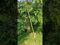 tanam durian jarak 5-6 meter
