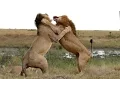 Download Lagu Wildlife: Two Lions Fight to See Who's King!