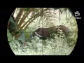 Download Lagu Berburu babi hutan // dgn pcp terkuat di jawa.
