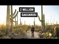 One Day at Saguaro National Park West Hiking Wasson Peak Valley View Overlook more