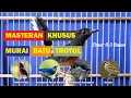 Lagu Masteran Murai Batu Trotolan Burung Kecil