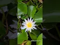 Download Lagu Beautiful Water Lily Bloom in Slow Motion | 4K Nature Relaxation