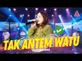 Download Lagu Sasya Arkhisna - Tak Antem Watu (Official Music Video ANEKA SAFARI)