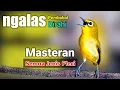 Download Lagu PLECI GACOR suara ngalas nembek - PANCINGAN PLECI pembobol birahi (MASTERAN) Semua jenis pleci