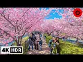 Download Lagu 4K HDR Japan's Most Beautiful Cherry Blossoms - Feb/March