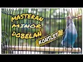Lagu Masteran lovebird konslet dobelan minor| ampuh untuk merangsang agar cepat minor dobelan