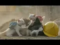 Download Lagu When Their Mama Is Injured… What Will These Poor Kittens Do?