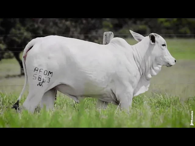 Novilha Nelore AFOM - 5863