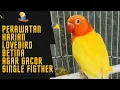 Download Lagu 8 Cara PERAWATAN HARIAN Lovebird Betina Agar GACOR SINGLE FIGHTER