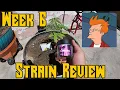 Week 6 Cannabis Grow with Me Review of North Atlantic Seed Co
