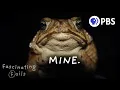 Invasion of the Toxic Toads Nature s Most Successful Failure