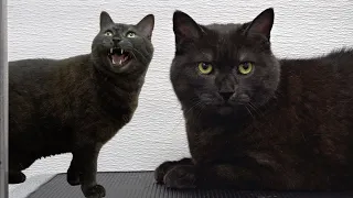IMMEDIATELY stop when this happens Cat Grooming
