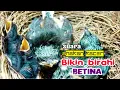 Download Lagu Suara anakan Kacer paling cepat bikin Kacer betina birahi