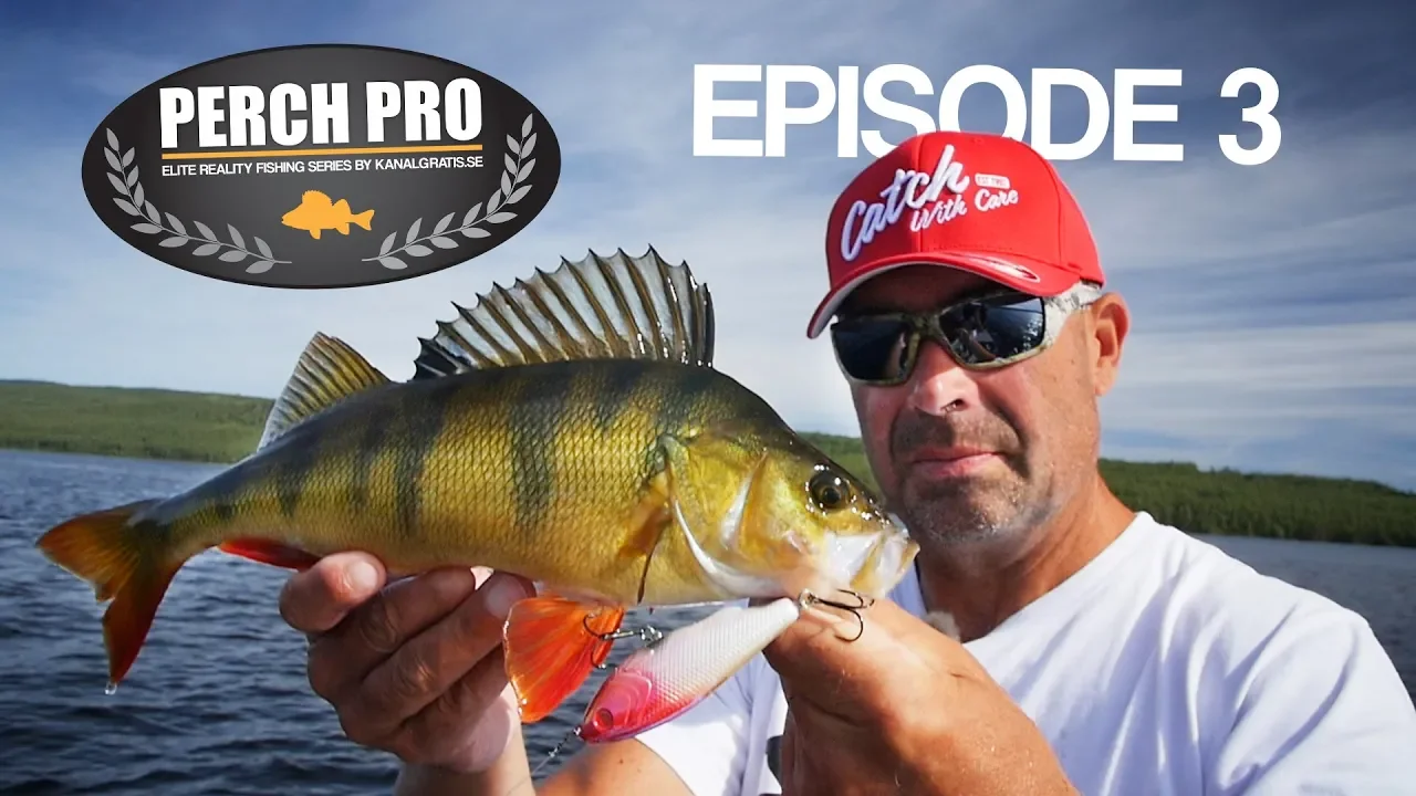 video Perch pro 5 - 2018