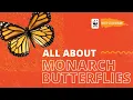 All About Monarch Butterflies