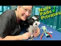 Puppy Private area Paw Pads and Nail Trim Lesson
