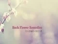Download Lagu Reza Gunawan \u0026 Dewi Lestari - Moody no More with Bach Flower Remedies