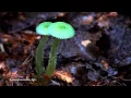 Download Lagu Magical and Colorful World of Mushrooms (HD1080p)