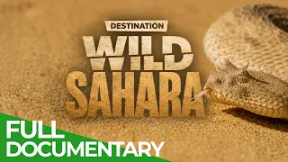 Destination Wild: The Sahara | Free Documentary Nature
