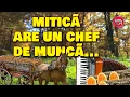 Download Lagu 2022 - PETRECERE - MITICĂ ARE UN CHEF DE MUNCĂ.....ŞI TU LA FEL??..MITICĂ BLÂNDU