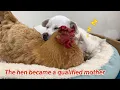 Lagu The hen became a good mother to a kitten and a puppy! The rabbit and the duck were very envious.