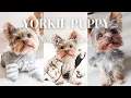 A DAY IN THE LIFE OF A YORKIE PUPPY YORKIE DAILY ROUTINE