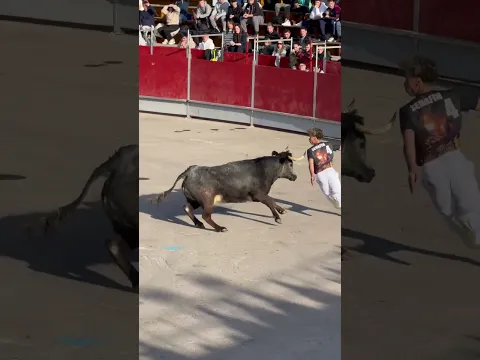 Maestros de la calle Castellón 2025