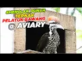 Download Lagu MENOLAK PUNAH !! TERNAK BURUNG PELATUK BAWANG DI AVIARY SEMI ALAM - ADA KABAR BAGUS NIH..!!