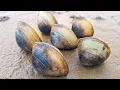 Download Lagu MERINDING....Ternyata begini suara kerang di dalam pasir