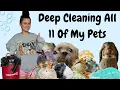 Deep Clean ALL My Pets With Me
