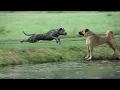Kangal vs Cane Corso
