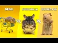 Download Lagu Degu VS Chinchilla VS Guinea Pig | Get the Best Pocket Pet Ever!