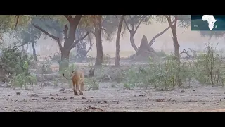 MBWA MWITU VS SIMBA VS MBOGO 