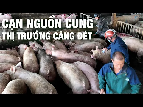 Giá heo lập đỉnh. Người nuôi kiến nghị cực hay | NNHN