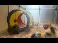 Baby Teddywidder s