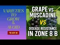 Grape vs Muscadine Which Grows Best in Zone 8b Disease Resistance Comparison