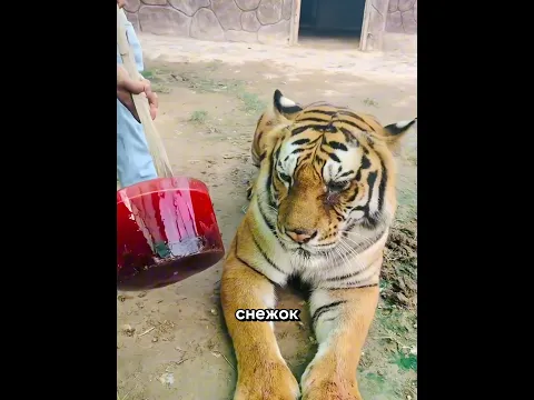 Этот тигр получил странный кровавый леденец… и на это есть причина 😳🐯🍭 #shorts