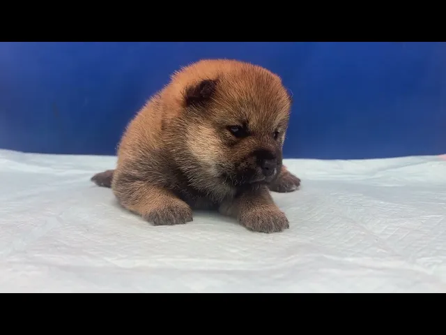 動画