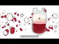 The Journey of Blood What happens after you give blood NHS Give Blood